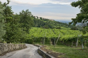 Italy wine tours dreamstime_s_Valpolicella_winery_amarone