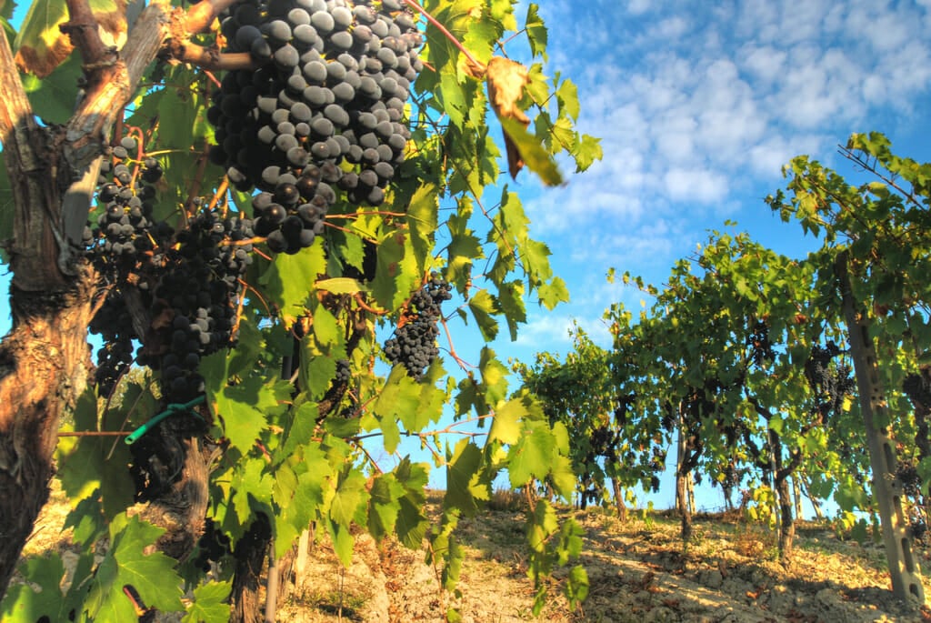 A vineyard in Chianti Best places to eat in Italy
