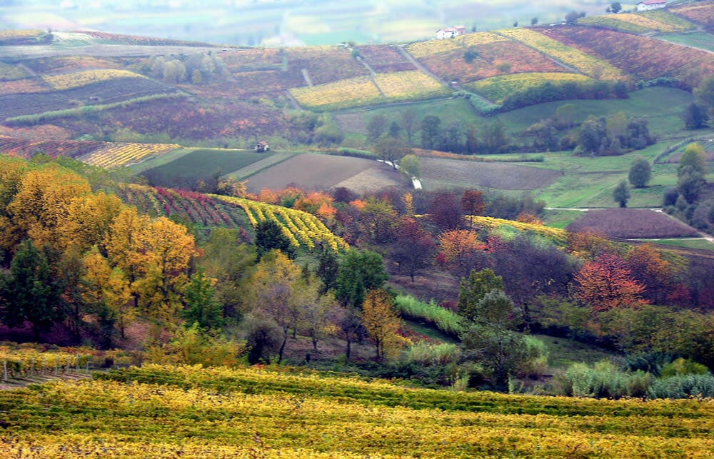 Vineyards of Monferrato Italy Attractions