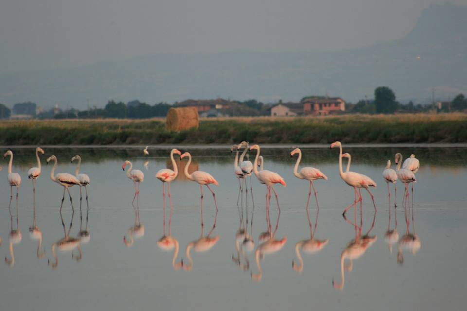 Flamingoes at the saltpans best custom Italy tours