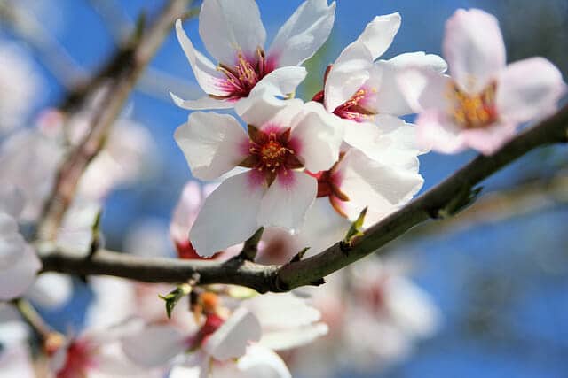 Almond blossoms exclusive tours of Italy